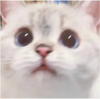 😐 gatto, carino, animale domestico, animale, gattino, occhi blu, bianco telegram sticker