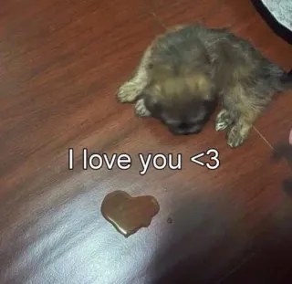 ❤️ I love you <3 子犬, 愛, 愛情, 犬, ハート, ペット, かわいい whatsapp sticker