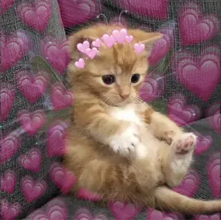 ❤ 子猫, 猫, ハート, かわいい, 動物, 妖精, 翼 telegram sticker