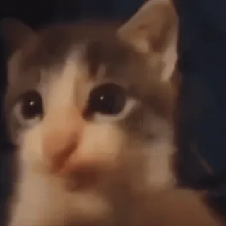 ❤️ 猫, 動物, ペット, かわいい, 家畜, 哺乳類 telegram sticker