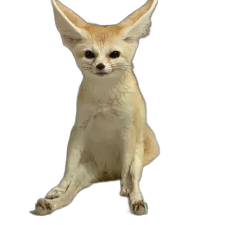 😇 fennec fox, animal, wildlife, desert fox, cute, fox telegram sticker