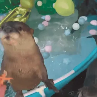😋 otter, animal, swimming, balls, cute, pool telegram sticker