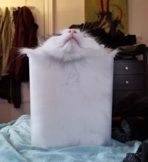 😎 gato, caja, gracioso, animal, mascota, lindo telegram sticker