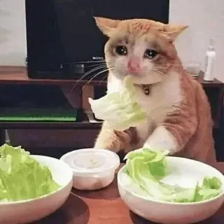 🥺 kucing, menangis, sedih, selada, meme, hewan telegram sticker