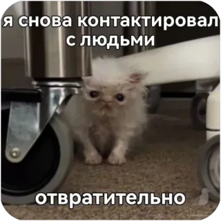 🫥 я снова контактировал с людьми отвратительно cat, meme, antisocial, introvert, grumpy, funny, disgust, social anxiety telegram sticker