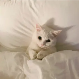 😟 Katze, weiße Katze, Tier, Haustier, Bett, süß telegram sticker