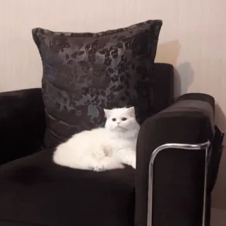 ✨ 猫, 白猫, 宠物, 动物, 椅子, 枕头 whatsapp sticker