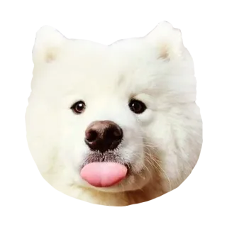 😛 犬, サモエド, 動物, ペット, かわいい, 舌 telegram sticker