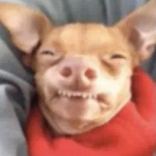 😬 chien, chihuahua, animal, animal de compagnie telegram sticker