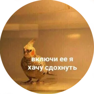 😭 включи ее я хочу сдохнуть vogel, valkparkiet, papegaai, dier, huisdier, verdrietig telegram sticker