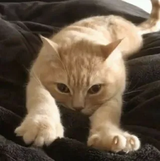 🧩 gatto, gattino, carino, animale domestico, animale, giocoso telegram sticker