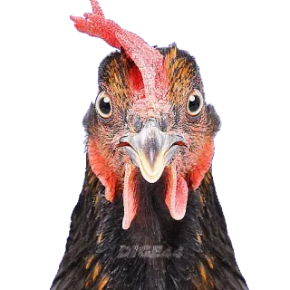 🐔 chicken, animal, bird, poultry telegram sticker