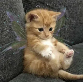 ✨ kätzchen, katze, fee, flügel, süß, tier telegram sticker