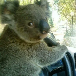 🐨 koala, driving, animal, cute, car, wildlife telegram sticker