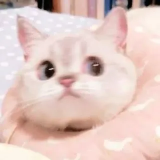 ☁️ gato, lindo, animal, gatito, mascota, animal doméstico telegram sticker