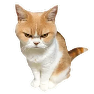 😠 cat, angry, feline, animal, pet telegram sticker