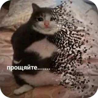 🫥 прощайте....... kot, smutny, do widzenia, rozpuszczanie się, mem telegram sticker