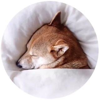 😴 perro, dormido, mascota, animal, shiba inu, lindo, acogedor telegram sticker