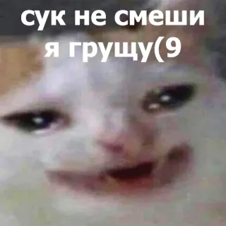 😆 сук не смеши я грущу(9 แมว, มีม, ร้องไห้, เศร้า, ตลก, รัสเซีย telegram sticker