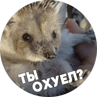 😡 Ты ОХУЕЛ? hérisson, animal, mignon, russe telegram sticker