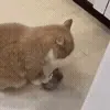 😾