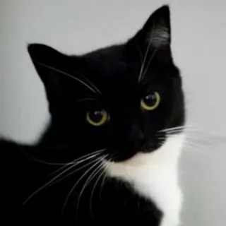😏 cat, black and white, animal, pet, mammal, domestic cat whatsapp sticker
