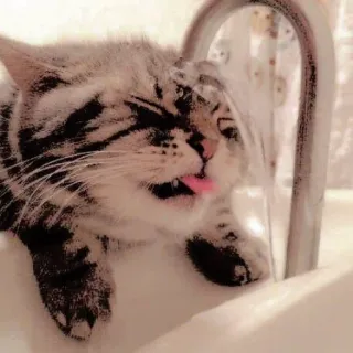 🛀 แมว, น้ำดื่ม, อ่างอาบน้ำ, สัตว์เลี้ยง, สัตว์, ก๊อกน้ำ, น้ำ telegram sticker