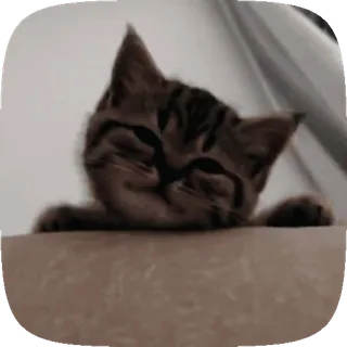 🐱 cat, cute, animal, kitten, pet telegram sticker