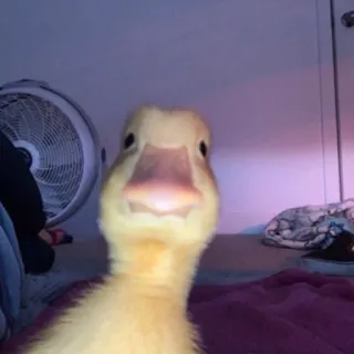 🦆 duck, animal, cute, bird telegram sticker
