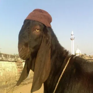 🐑 cabra, animal, sombrero, gracioso, retrato, mascota, musulmán telegram sticker
