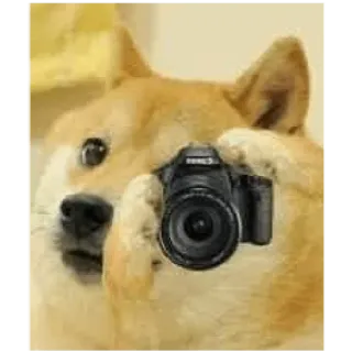 📸 Doge pies, aparat, fotografia, mem, zwierzę, zwierzę domowe telegram sticker