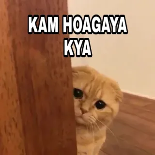 🍁 KAM HOAGAYA KYA Katze, Meme, Gucken, Süß, Lustig telegram sticker
