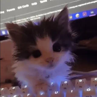 🥹 gato, gatito, teclado, animal, lindo whatsapp sticker