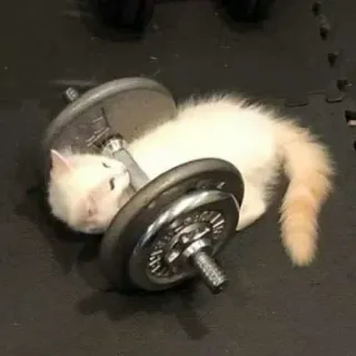 🍑 cat, dumbbell, exercise, fitness, gym, kitten, weightlifting telegram sticker