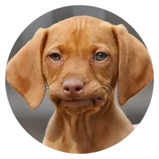 ☹️ 犬, 子犬, 可愛い, 動物, ペット, ポートレート telegram sticker