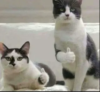 🤳 猫, 点赞, 动物, 宠物, 搞笑, 表情包 telegram sticker