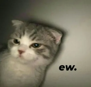 🍬 ew. cat, ew, disgust, meme, funny, animal whatsapp sticker