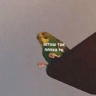 🥺 штош так плохо то นก, นกแก้ว, สีเขียว, สัตว์, เศร้า, ตลก telegram sticker