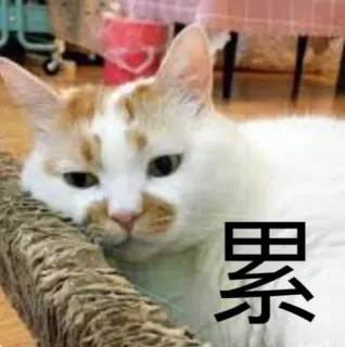 🥱 累 gato, cansado, adormilado, animal, animal doméstico telegram sticker