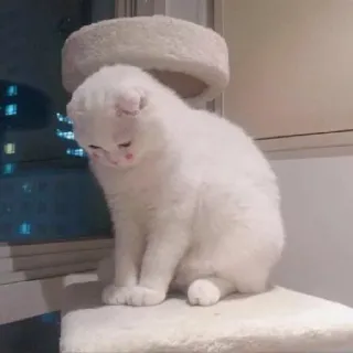 😔 猫, 白猫, スコティッシュフォールド, ペット, 動物, かわいい, 家畜 telegram sticker
