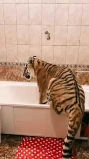 🐅 тигр, ванная комната, ванна, животное, домашнее животное, дикая природа telegram sticker