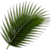 🥥