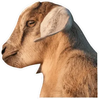 😉 animal, goat, mammal, livestock telegram sticker