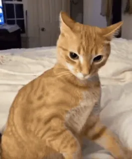 💞 猫, 动物, 宠物, 橘猫, 猫科动物 telegram sticker