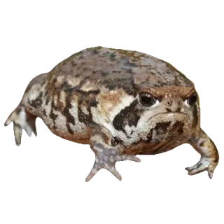 ❤️ rã, animal, engraçado, meme, bravo whatsapp sticker