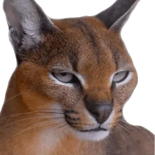 😒 каракал, кот, флоппа, мем, животное, большая кошка telegram sticker