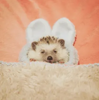 🦔 egel, dier, schattig, slaperig, oren, wit telegram sticker