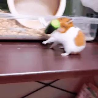 🐹 hamster, pepino, fofo, animal, animal de estimação, roedor telegram sticker
