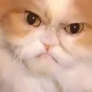 😤 gatto, animale, animale domestico, felino, meme, divertente telegram sticker
