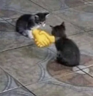 🤝 gatos, gatinhos, brincar, brinquedo amarelo, animais, animais de estimação whatsapp sticker